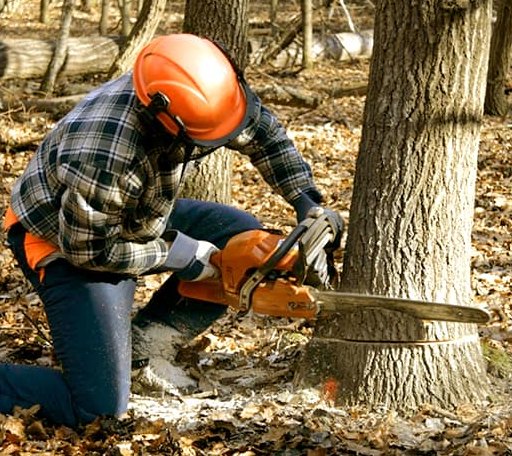 Tree Removal in Pinehurst, TX